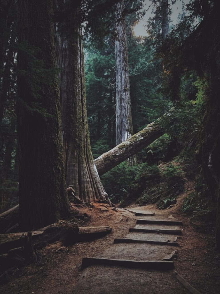 forest trees with pathway