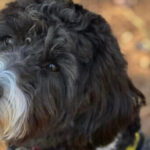 Aussiedoodle Quigley deployed to offer comfort in times of disaster